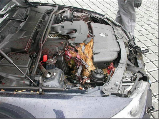 Bmw deer in engine bay #3