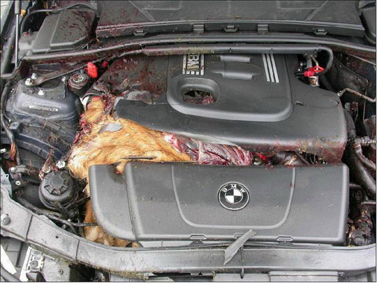 Bmw convertible and deer