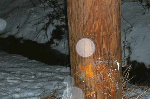 Pole Accident Maine