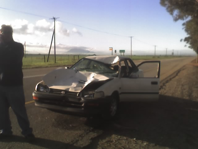 Cow crash Corolla