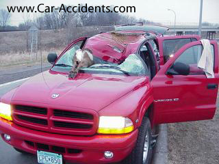 Deer Accident Crash