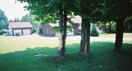 Trees Hit By Truck