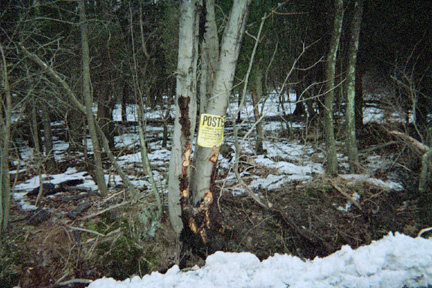 Trees Hit By Ford