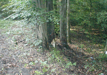 Tree Hit by Car