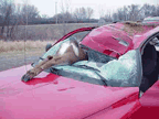 Deer Car Collision 4