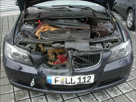 BMW deer crash