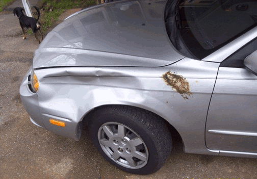 Kia Spectra Collision with Deer