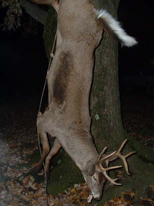 Deer Accident: Killed by Mustang Driver Indiana